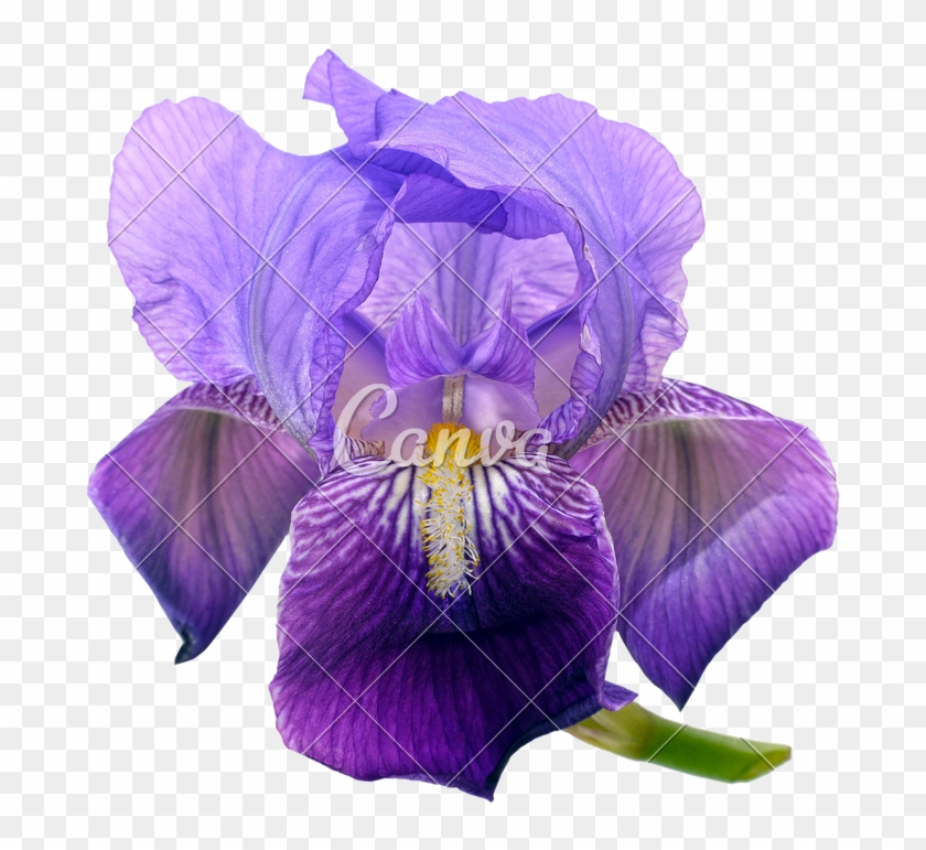 Purple Bearded Iris Flower - Irises #829763