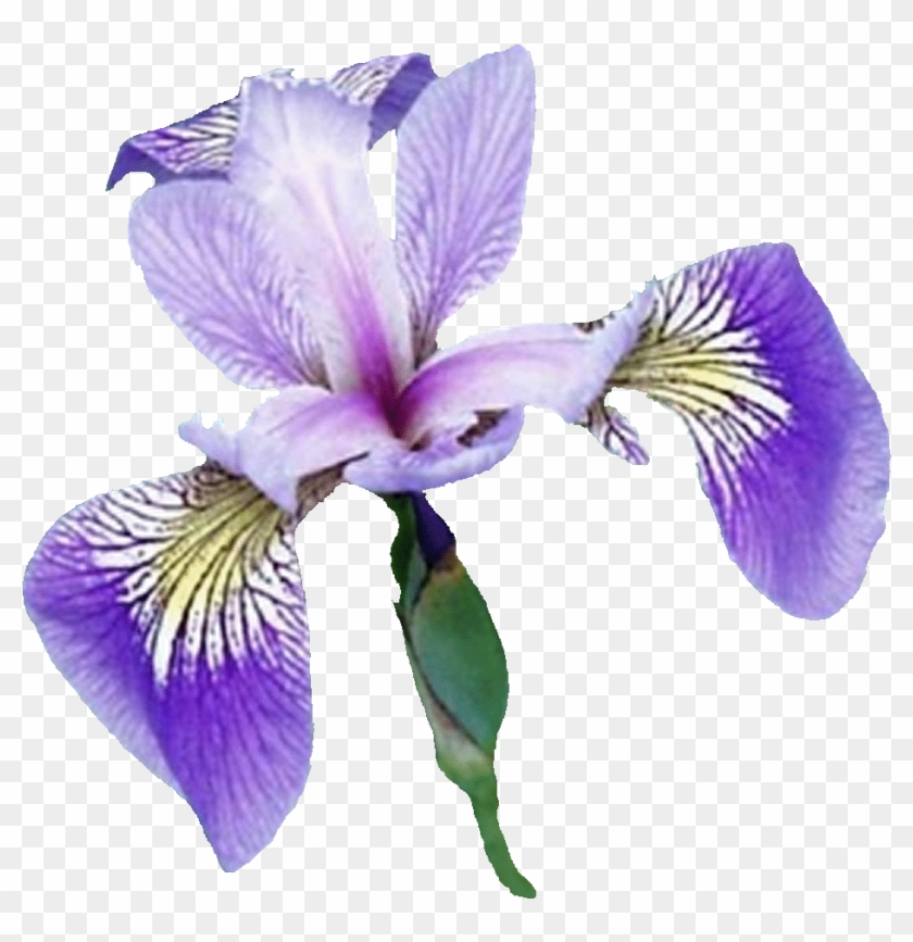 Iris Pics, Earth Collection - Iris Versicolour Transparent #829782