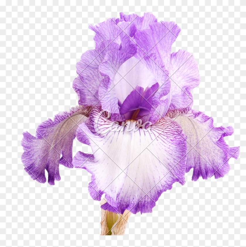 Purple And White Iris Flower Isolation - Iris Open Flower #829785