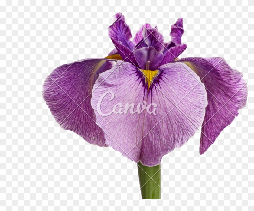 Purple Pseudata Iris Flower - Violet #829790
