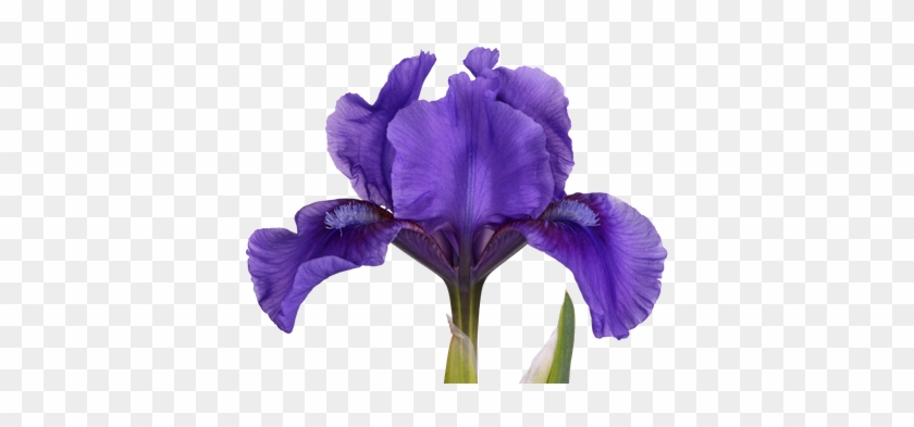 Dark Purple Flower Of A Dwarf Bearded Iris - Purple #829796