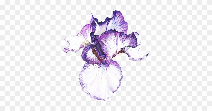 Iris Fiorentina - Orris Root #829843