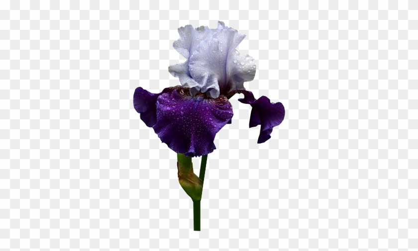 Purple Iris - Tube Png Irises #829852