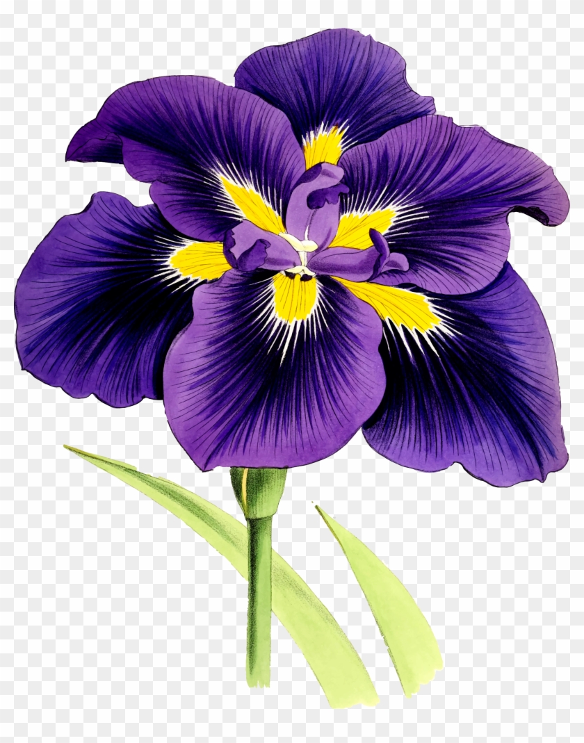 Big Image - Purple Iris Png #829890