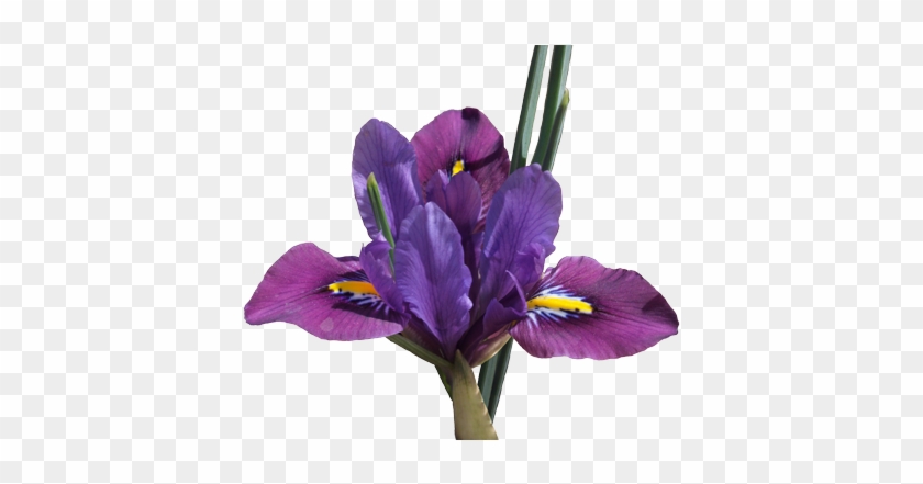 Original - Artificial Flower #829895