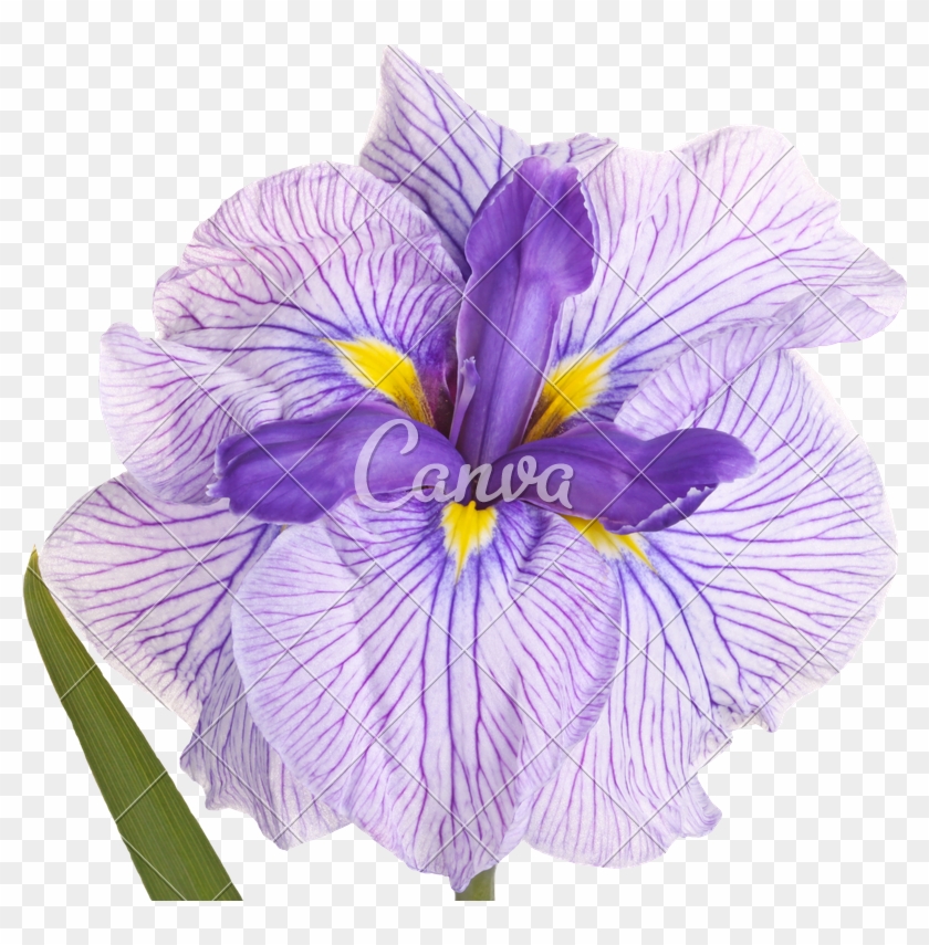 Purple, White And Yellow Flower Of A Japanese Iris - Irises #829901