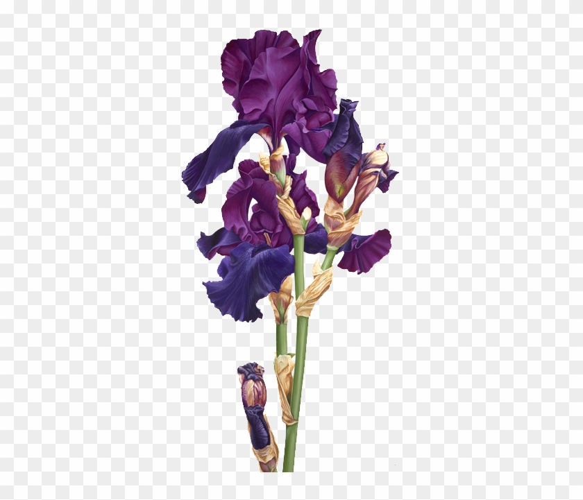 Purple Iris - Ирисы На Прозрачном Фоне #829906