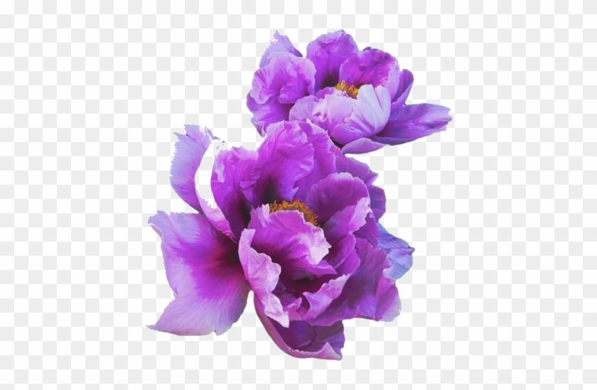 Purple Flowers🌸💜 ⚠️do Not Make This As Your Own⚠ - Purple Flowers Transparent #829912