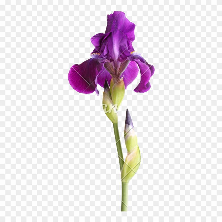 Stem With Deep Purple Iris Flower Isolated On White - Iris Germanica Logo #829916