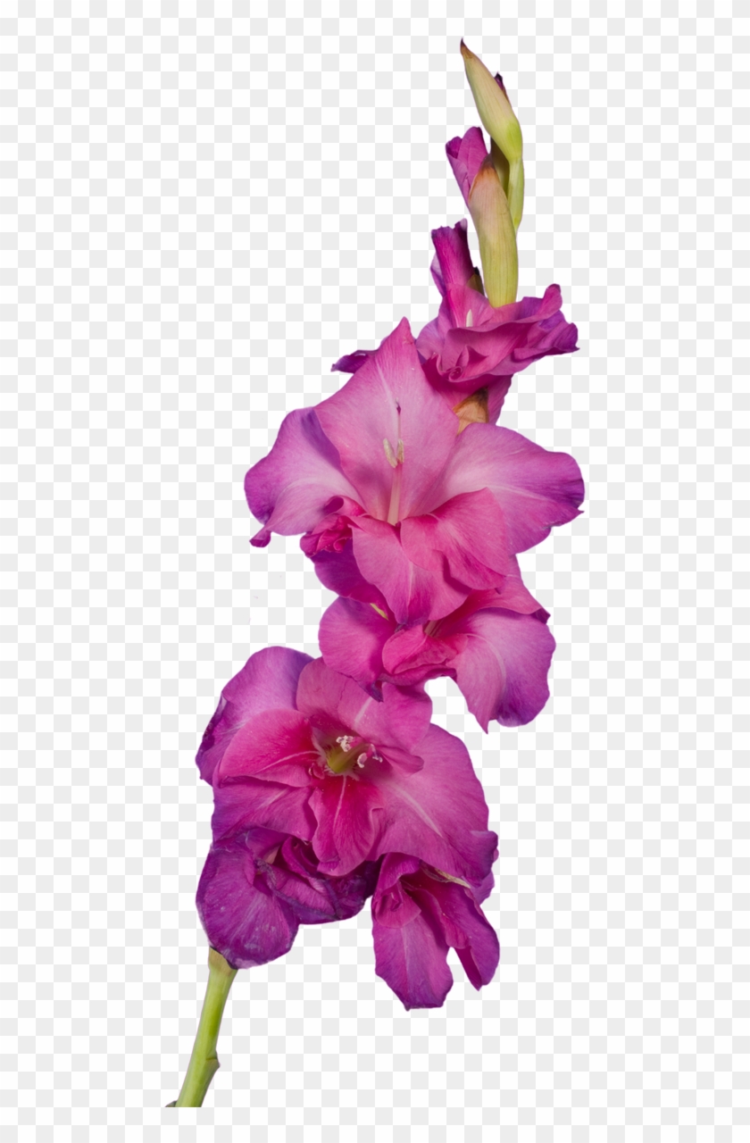 Publicat De Eu Ciresica La - Gladiolus #829942