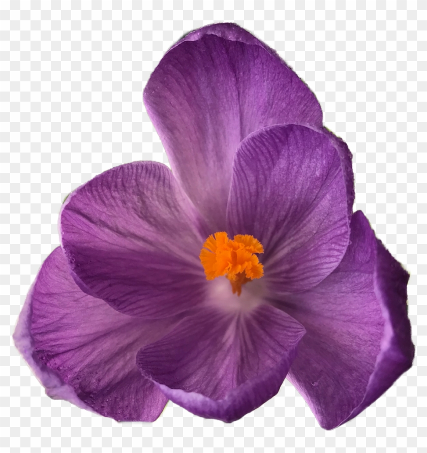 Crocus Is A Genus Of Flowering Plants In The Iris Family - Clear Background Petals Purple Transparent Flowers #829944