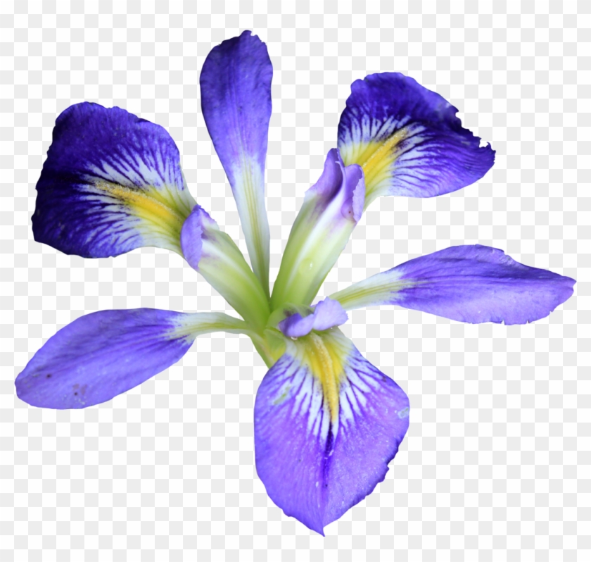 Petite Purple Iris Png By Thy Darkest Hour - Iris Png #829947