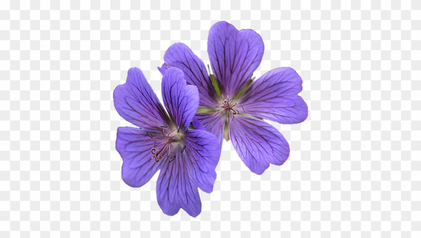 Lilies With Purple Flowers - Purple #829950
