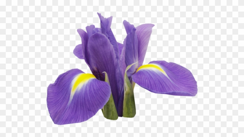 Http - //dosyalar - Pf-control - De/imageshv6gcoffhp - Iris Fleur Png #829961