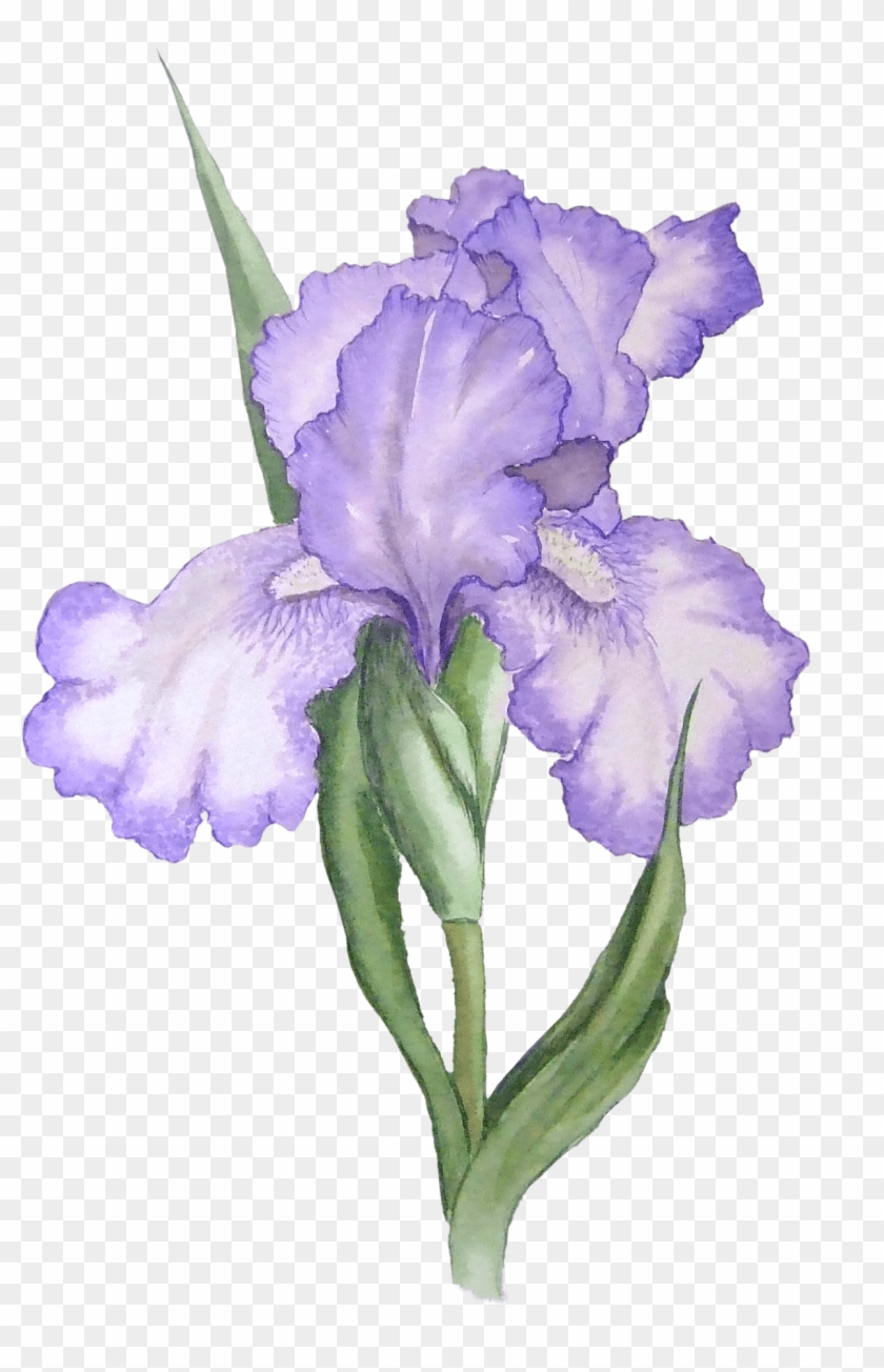 Iris Cliparts - Iris Flower Png #829963