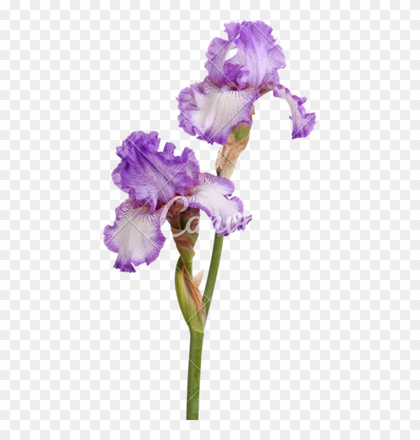 Stem Of Purple Iris Flowers Isolated On White - Stelo Di Fiori #829965