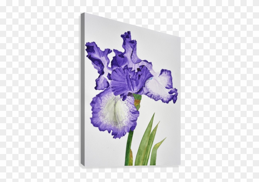 Violet Iris Flower With Leaves Canvas Print - Printing #829974