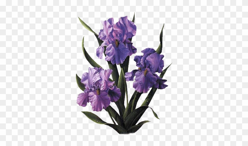 Purple Iris - Vase Bouquet De Fleurs #829982