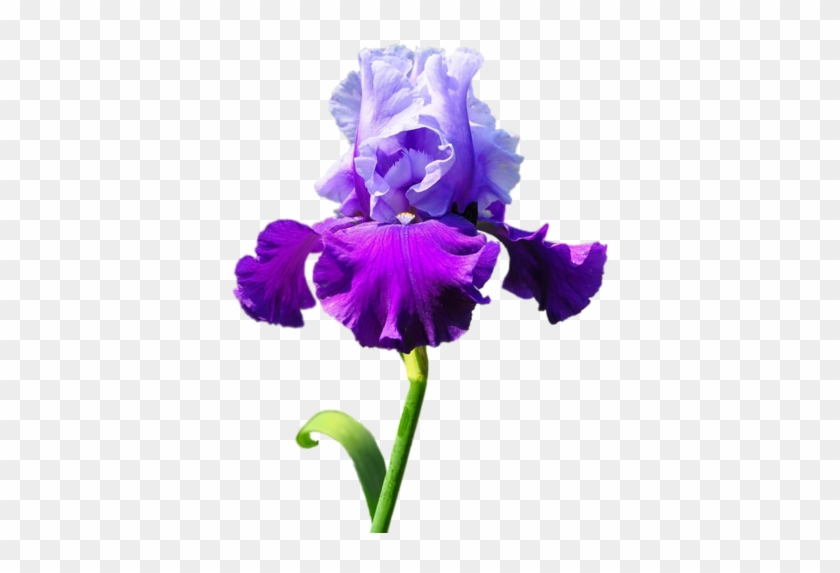 Iris - Цветок Ирис Пнг #829994