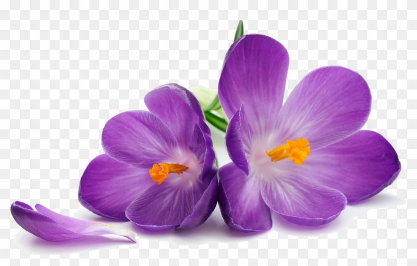 Purple Flower Stock Photography Wallpaper - Purple Flowers #830002