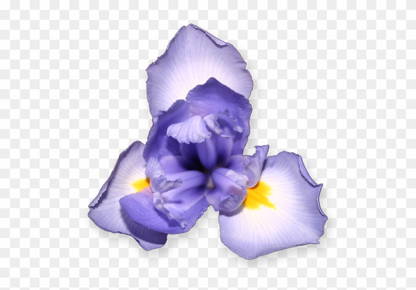 Purple Iris - Clip Art #830004