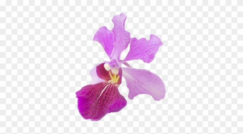 Singapore - Singapore Orchid Vanda Miss Joaquim #830015