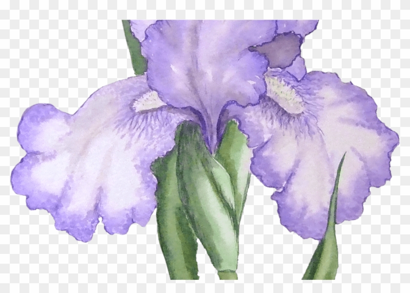 Iris Illustration Transparent Png Stickpng - Blue Flower Watercolor Transparent #830021