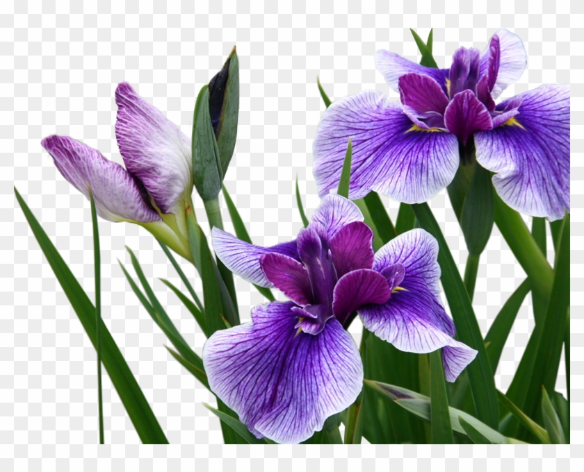 Purple Iris - Ирис Пнг #830059