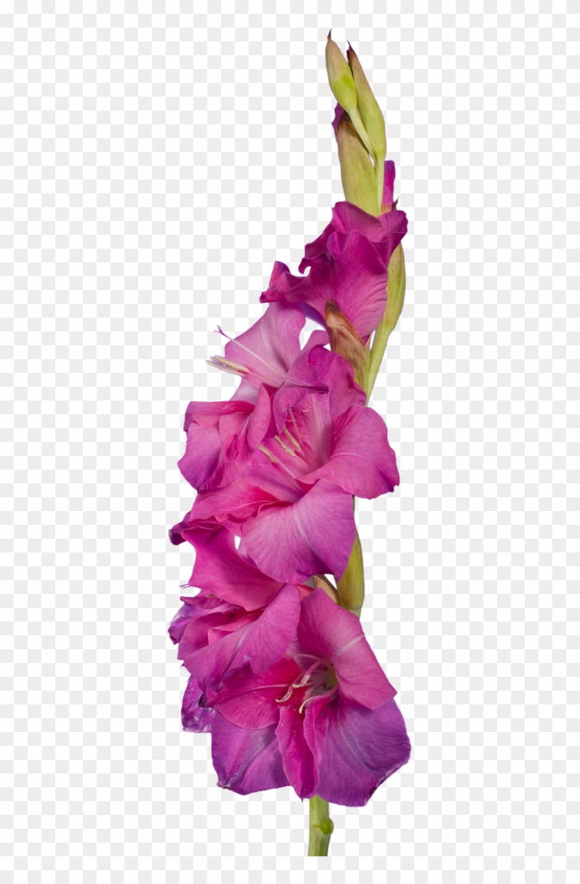 Purple Gladiolus - Gladiolus #830077