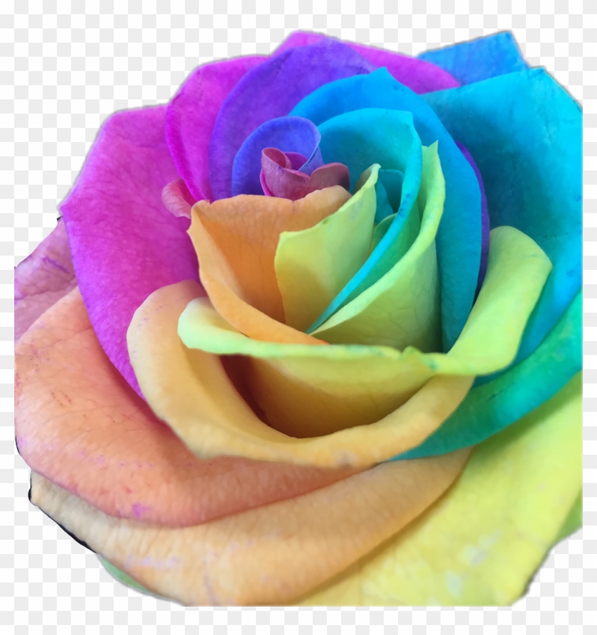 Flowerstickers Rainbow Flower Flowersticker Freetoedit - Rainbow Rose #830752