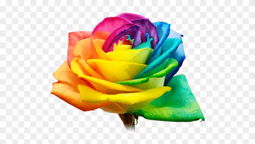 Design - Rainbow Rose Png #830754
