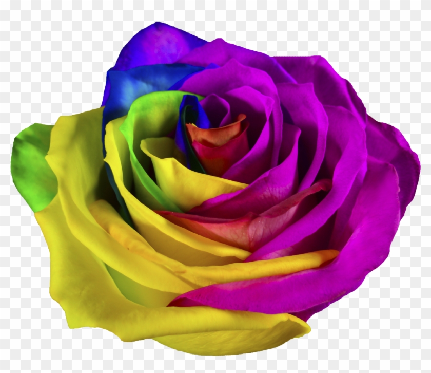 01 Rainbow - Hybrid Tea Rose #830755