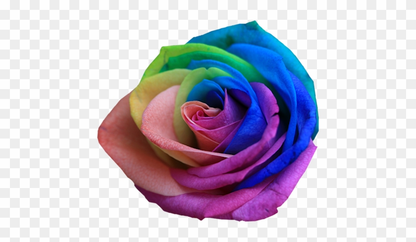 Rainbow Multicolor Flowers - Rose Colours And Names #830756