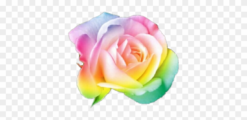 Rainbow Flower Rainbow Flower Nature Plant Thanks To - Single White Rose #830757