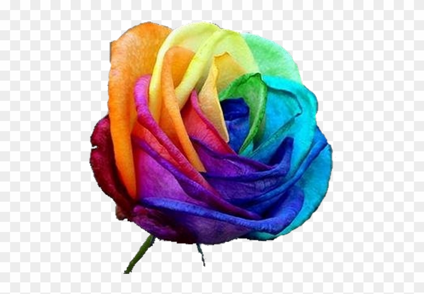 Rainbow - Tie Dye Rose #830763