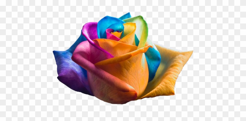 Picture - Rainbow Roses #830764
