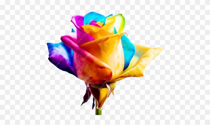 100pcs/bag Rose Seeds With 13 Different Colors - Rainbow Rose #830765