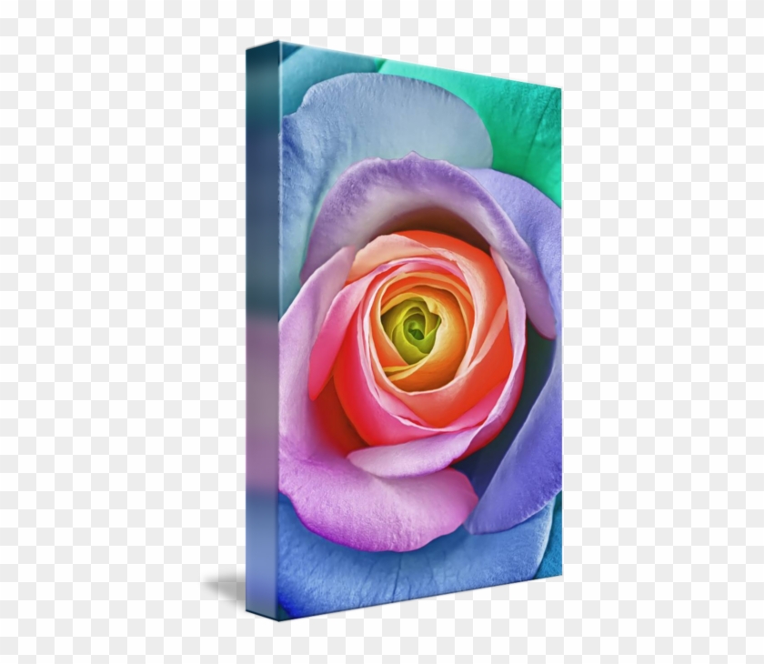 Rainbow Rose #830768