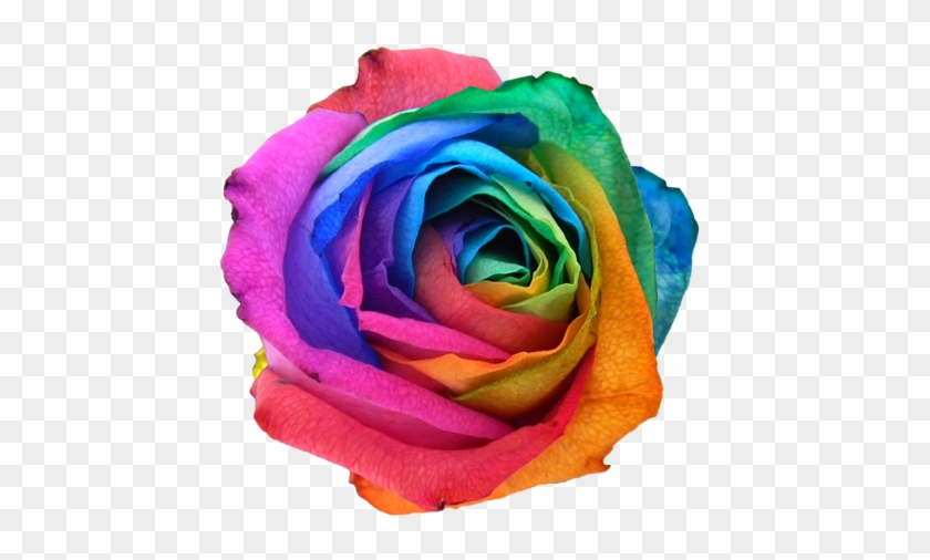 Click And Drag To Re-position The Image, If Desired - Rainbow Rose #830770