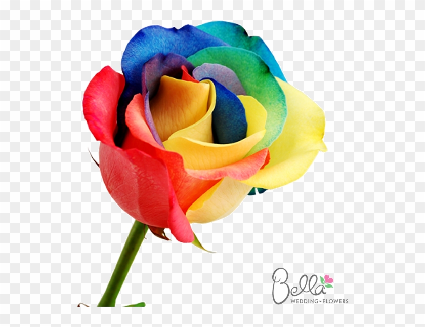 Rainbow - Multiple Color Flowers #830775