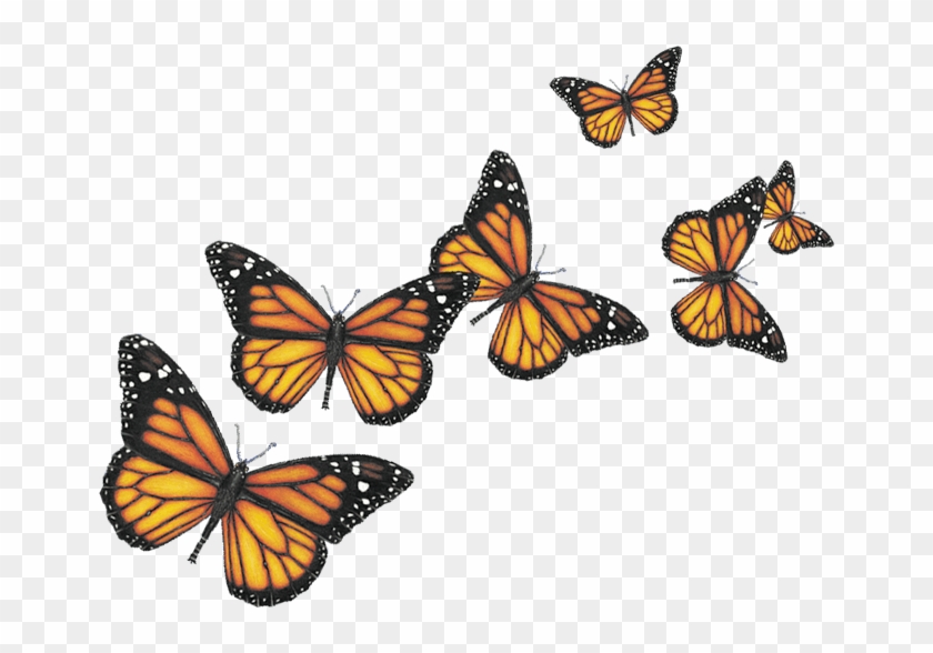 Six Butterflies Png - Butterfly Png #830969