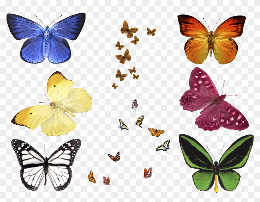 Free Photo Butterfly Overlays, Realistic Natural Flying - Butterfly Png For Photoshop #830984