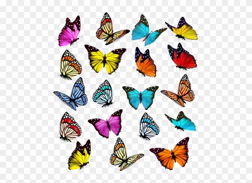 Butterfly Euclidean Vector Illustration - Colorful Butterfly #831024