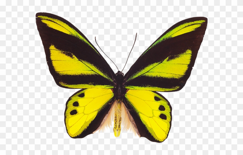 Butterfly Image Png Image - Butterfly #831539