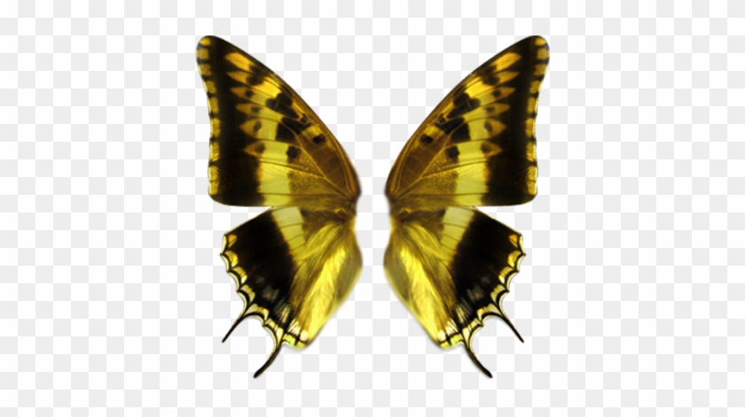 Http - //www - Officialpsds - - Butterfly Wings Transparent Background #831569