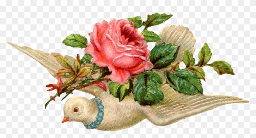 Vintage Images About Roses, Birds, Dogs, Cats, Child - Vintage Dove Png #831635