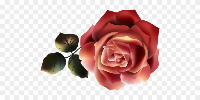 Beautiful Roses - Garden Roses #832563