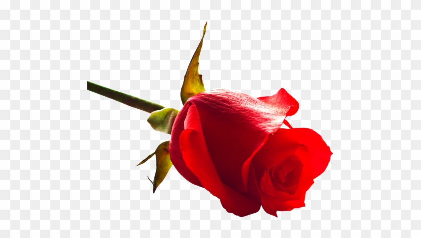 Download Rose Png Image - Red Rose Hd Png #832621