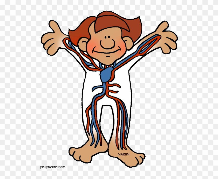 Cartoon - Circulatory System Clipart #832783