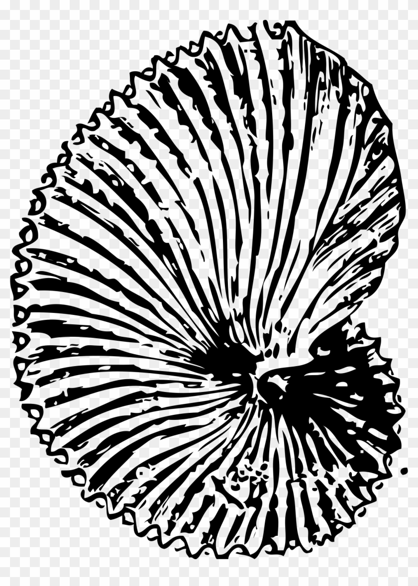 Big Image - Fossil Coloring Pages #833724